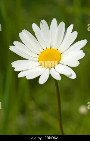 Oxeye daisy (Leucanthemum ircutianum), inflorescence, Allemagne Banque D'Images