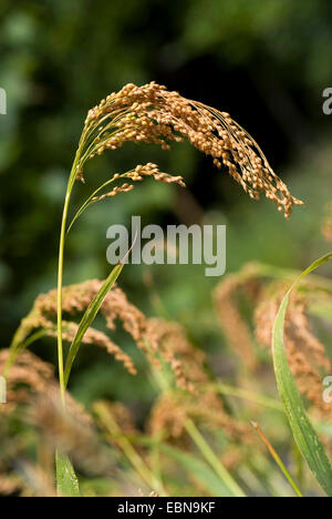 Le millet commun, millet, wild-panic millet (Panicum miliaceum), panicule Banque D'Images