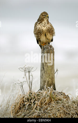 Eurasian buzzard (Buteo buteo), sur lookout à givre et brouillard, Allemagne, Bade-Wurtemberg Banque D'Images