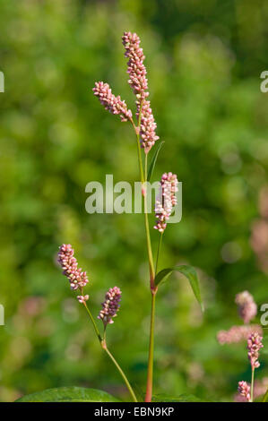 Dock-leaf, renouée Persicaria lapathifolia pâle (Persicaria lapathifolia ssp., Polygonum lapathifolium ssp. lapathifolium), blooming, Allemagne Banque D'Images