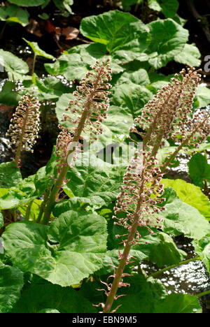 Butterburr (Petasites hybridus), blooming, Allemagne Banque D'Images