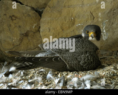 Le faucon pèlerin (Falco peregrinus), l'élevage d'hommes, de l'Allemagne, Bade-Wurtemberg Banque D'Images