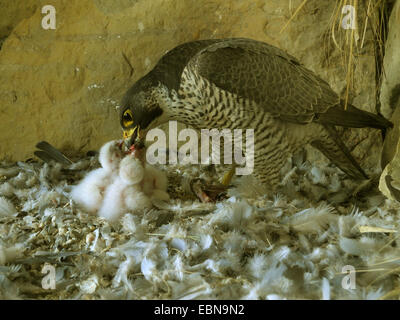 Le faucon pèlerin (Falco peregrinus), les poussins d'alimentation, de l'Allemagne, Bade-Wurtemberg Banque D'Images
