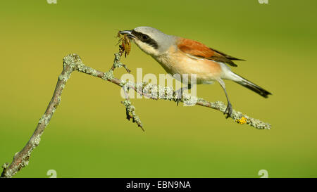 Pie-grièche écorcheur (Lanius collurio), homme spearing la proie, grashopper, Allemagne, Bade-Wurtemberg Banque D'Images