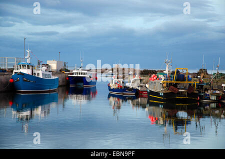 Les bateaux de plaisance du port de seahouses soir lumière mouillée iles farne excursions northumberland, Royaume-Uni, Angleterre, Northumberland Banque D'Images