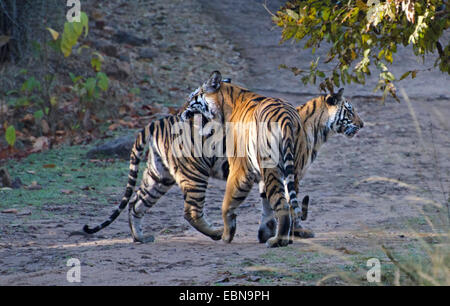 Tigre du Bengale (Panthera tigris tigris), deux tigres rencontrez, l'Inde, le Madhya Pradesh, Bandhavgarh National Park Banque D'Images