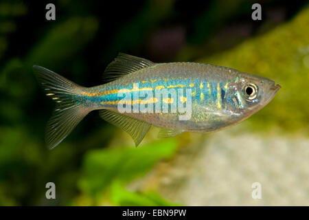 Devario aequipinnatus (danio géant, Danio aequipinnatus, Brachydanio aequipinnatus), natation Banque D'Images