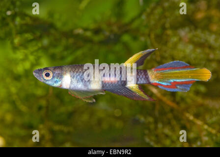 Rocket panchax, Clown Killifish, Rocket (Killie Pseudepiplatys annulatus Epiplatys annulatus,), natation Banque D'Images