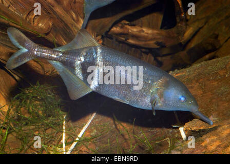 Pierre plate de ver mormyrid, Peter's elephant nez elephantnose, poisson, poisson éléphant chauve (Gnathonemus petersii), natation Banque D'Images