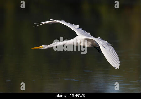 Grande Aigrette (Ardea alba) en vol, le Parc National des Everglades, en Floride, aux États-Unis. Banque D'Images