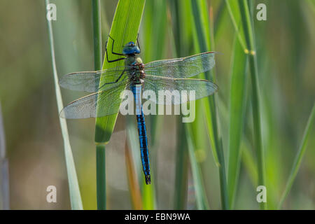 Libellule Anax imperator (empereur), homme, Allemagne, Bavière Banque D'Images