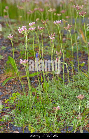 Éternelle, la montagne, Catsfoot Stoloniferous Pussytoes, Gnaphale, Cat's-foot (Antennaria dioica), blooming, Allemagne Banque D'Images