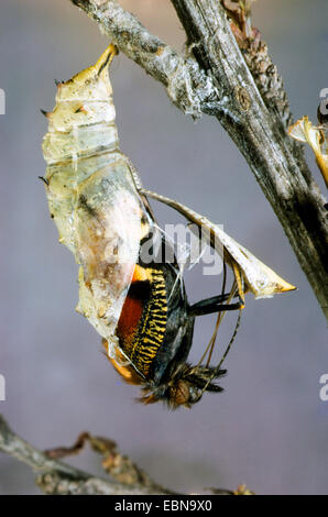 Peacock moth, Peacock (Inachis io, Nymphalis io), imago de chrysalide, Allemagne Banque D'Images