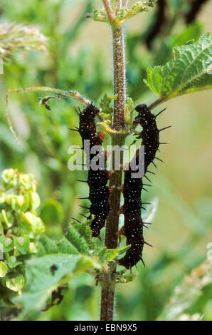 Peacock moth, Peacock (Inachis io, Nymphalis io), les chenilles se nourrissent de l'ortie, Allemagne Banque D'Images