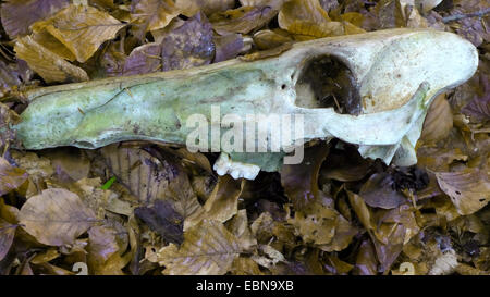 Red Deer (Cervus elaphus), l'os maxillaire sur la masse forestière, Allemagne Banque D'Images