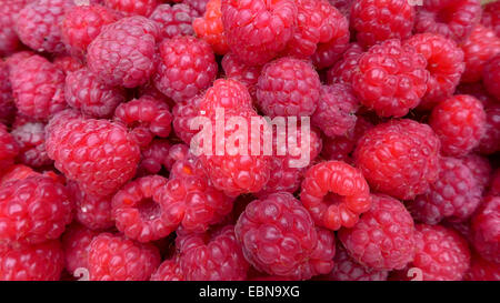 Rouge européenne framboisier (Rubus idaeus), framboises fraîches , Allemagne Banque D'Images