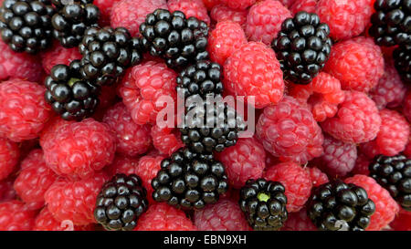 Rouge européenne framboisier (Rubus idaeus), des framboises et des mûres récoltées, Allemagne Banque D'Images