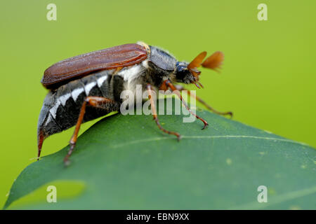 Catégorie : commune, maybug (Melolontha melolontha), homme sur une feuille, Allemagne, Rhénanie du Nord-Westphalie Banque D'Images