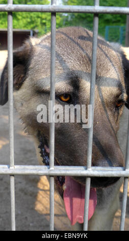 Chien domestique (Canis lupus f. familiaris), portrait d'un chien kangal dans une cage d'un refuge pour animaux , Allemagne Banque D'Images