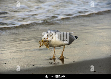 Goéland argenté (Larus argentatus), avec des poissons morts sur la plage, de l'Allemagne, de Mecklembourg-Poméranie-Occidentale, Poméranie occidentale Lagoon Salon National Park, Zingst Banque D'Images