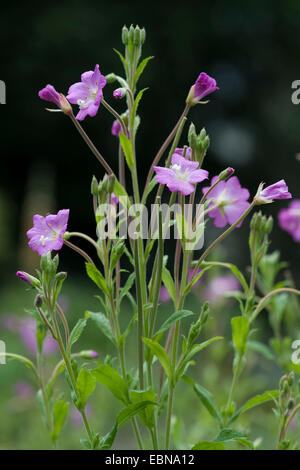 Fiddle-herbe, grand willow-herb (Epilobium hirsutum), inflorescence, Allemagne Banque D'Images