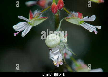 Houghton (Misumena vatia araignée crabe), sur une fleur d'Enigme de l'Allemagne, la morelle, Bavaria, Fischen/Allgäu Banque D'Images