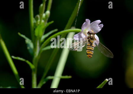 Hoary willow-herb, petite fleur de saule velu Epilobium parviflorum (herbe), fleur avec Episyrphus balteatus, Allemagne Banque D'Images