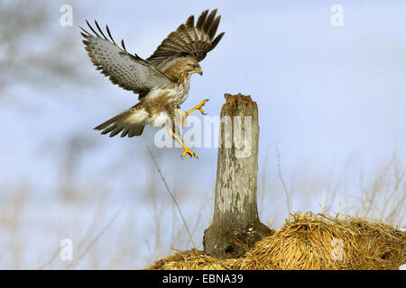 Eurasian buzzard (Buteo buteo), l'atterrissage sur son affût, Allemagne, Bade-Wurtemberg Banque D'Images