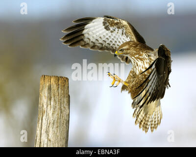 Eurasian buzzard (Buteo buteo), l'atterrissage sur son affût, Allemagne, Bade-Wurtemberg Banque D'Images