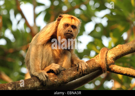 Singe hurleur noir (Alouatta caraya), femme assise sur une branche dans la lumière du soir, le Brésil, Mato Grosso, Pantanal Banque D'Images