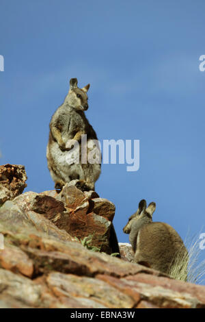 Black-footed rock wallaby (Petrogale lateralis), deux Black-footed wallabies se faisant face, de l'Australie, Territoire du Nord, l'Ouest MacDonnell Ranges Banque D'Images