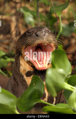 La loutre géante (Pteronura brasiliensis), assis au milieu des jacinthes d'eau et les bâillements, Brésil, Mato Grosso, Pantanal Banque D'Images