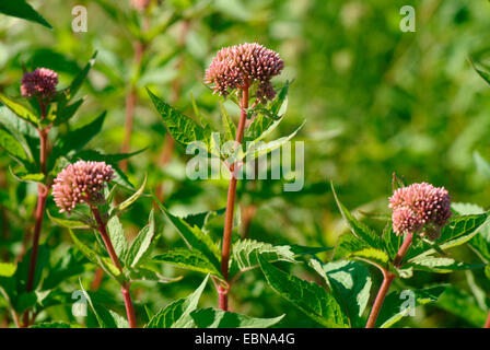 Chanvre-aigremoine, chanvre commun aigremoine (Eupatorium cannabinum), en bouton, en Allemagne, en Bavière Banque D'Images