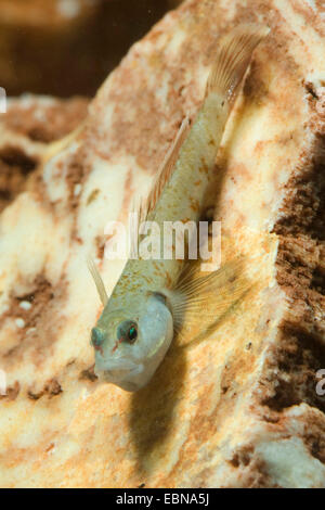 Gobie Rhinogobius zhoui (flamme), sur une pierre sous l'eau Banque D'Images