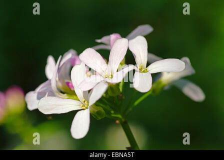 Coralroot, ampoule-toothwort roulement (Cardamine bulbifera, Dentaria bulbifera), fleurs, Allemagne Banque D'Images