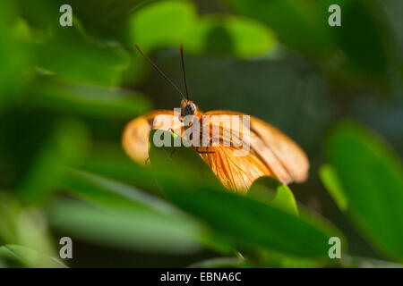 JULIA BUTTERFLY (Dryas iulia) en Floride, aux États-Unis. Prisonnier Banque D'Images