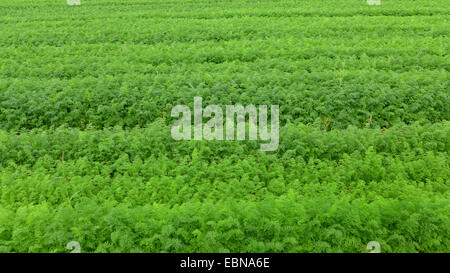 Carotte (Daucus carota subsp. sativus, Daucus carota var. sativus), carotte, Pays-Bas Banque D'Images