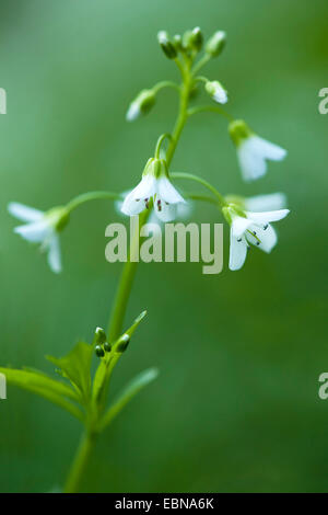 Grand-amer (cresson Cardamine amara), inflorescence, Allemagne Banque D'Images