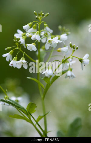 Grand-amer (cresson Cardamine amara), inflorescence, Allemagne Banque D'Images