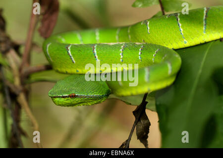 Wagler's Pit Viper, Viper's palm Wagler (Trimeresurus wagleri Tropidolaemus wagleri), sinueuse, sur une branche, la Malaisie, Sarawak, parc national de Bako Banque D'Images