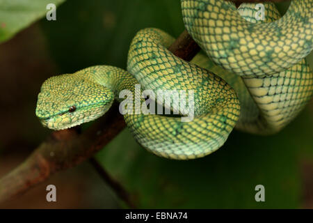 Wagler's Pit Viper, Viper's palm Wagler (Trimeresurus wagleri Tropidolaemus wagleri), sinueuse, sur une branche, la Malaisie, Sarawak, parc national de Bako Banque D'Images