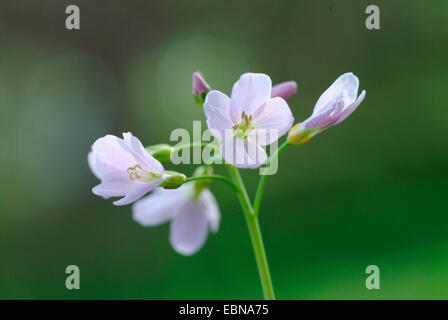 Bog Rose, fleur de Coucou, Lady's Smock, Milkmaids (Cardamine pratensis), l'inflorescence, Allemagne Banque D'Images