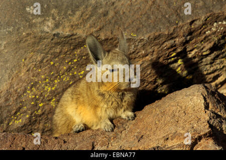 Chinchillon, Vizcacha serrana (Lagidium viscacia), assis sur un rocher, au Chili, Norte Grande, Parc National Lauca Banque D'Images