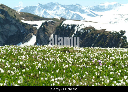Crocus blanc au printemps, crocus (Crocus vernus ssp. albiflorus, Crocus albiflorus), qui fleurit dans une prairie de montagne, Allemagne Banque D'Images