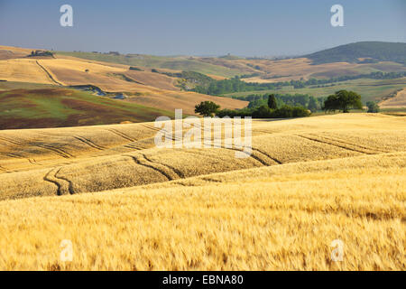 Campagne vallonnée à l'été, l'Italie, la Toscane, Sienne, Pienza Banque D'Images