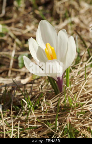 Crocus blanc au printemps, crocus (Crocus vernus ssp. albiflorus, Crocus albiflorus), blooming, Allemagne Banque D'Images