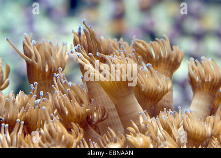 Pot de fleurs corail (Goniopora spec.), macro shot Banque D'Images