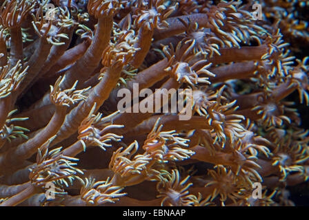 Pot de fleurs corail (Goniopora spec.), macro shot Banque D'Images