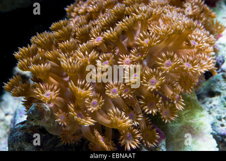 Pot de fleurs corail (Goniopora spec.), colony Banque D'Images