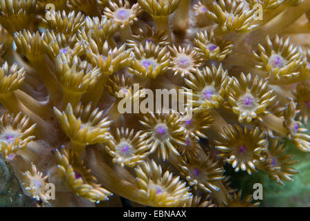 Pot de fleurs corail (Goniopora spec.), colony Banque D'Images